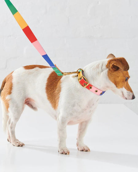 RAINBOWS END DOG COLLAR